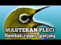 Masteran Pleci Nembak Zipper Dan Panjang Plus Terapi Pleci Suara Air Mp3 - Mp4 Download