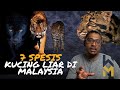 7 Spesis Kucing Liar Di Semenanjung Malaysia | Harimau & Kucing