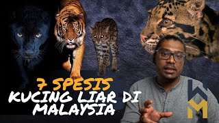 7 Spesis Kucing Liar Di Semenanjung Malaysia | Harimau & Kucing