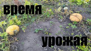 Время урожая