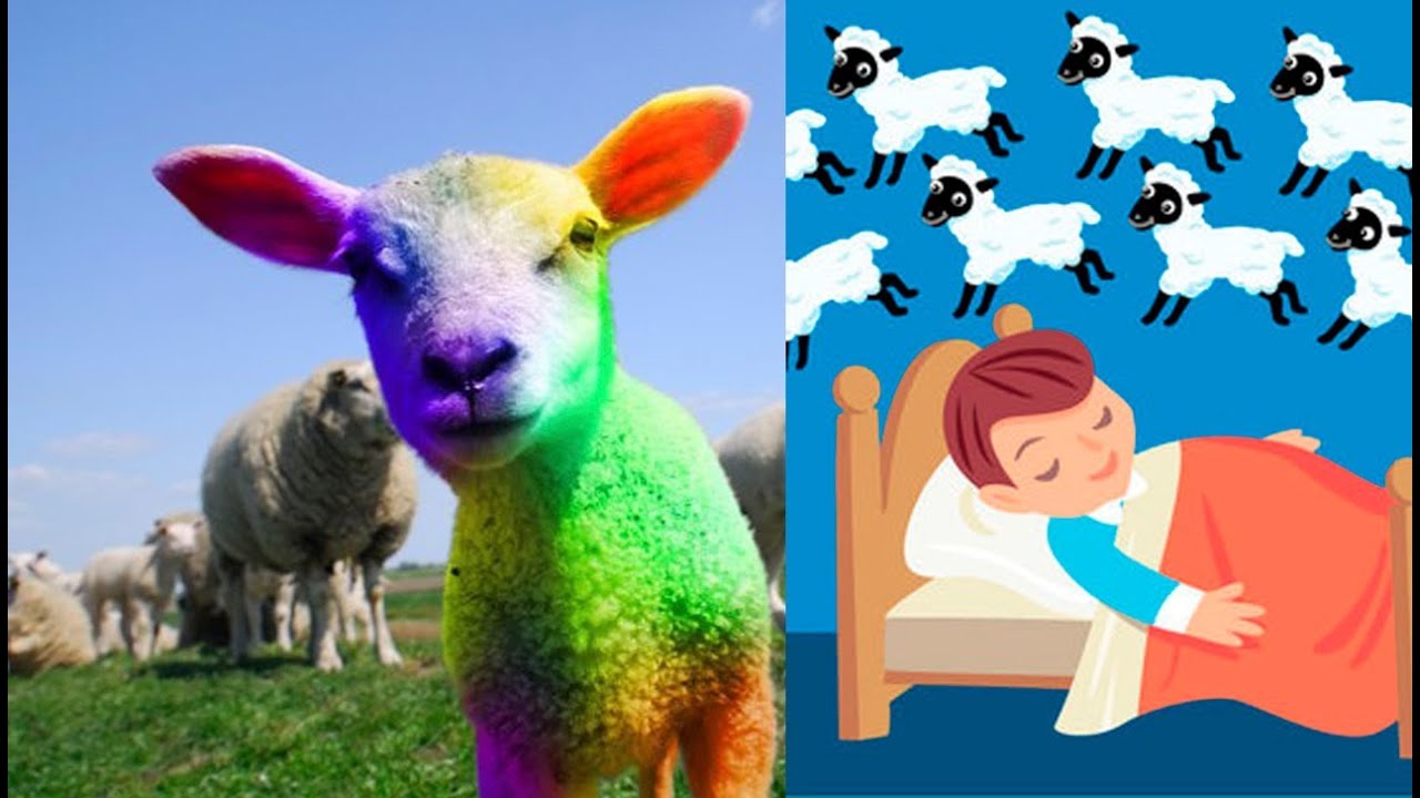 Lamb Fries 2 YouTube