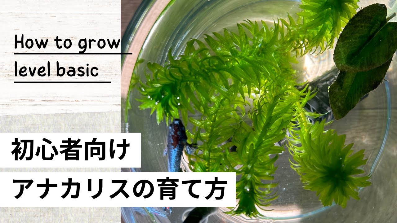 アナカリスの育て方｜初心者でも枯らさないコツと失敗しない管理方法を解説！