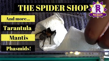 DOUBLE UNBOXING   The Spider Shop + more!