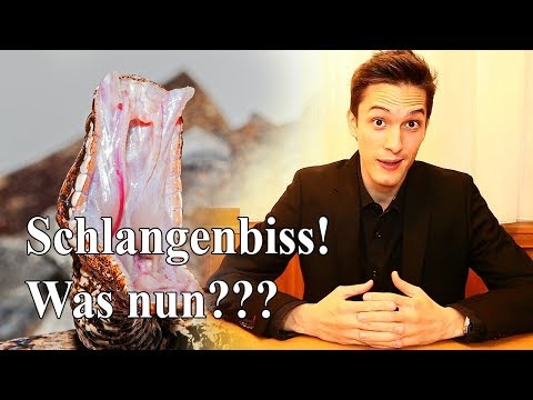 Video: Korallenschlangenbissvergiftung Bei Hunden