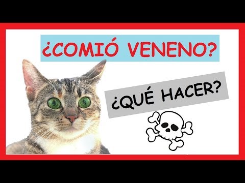 Video: Qué Hacer Si Un Gato Es Envenenado Por Una Flor En Maceta