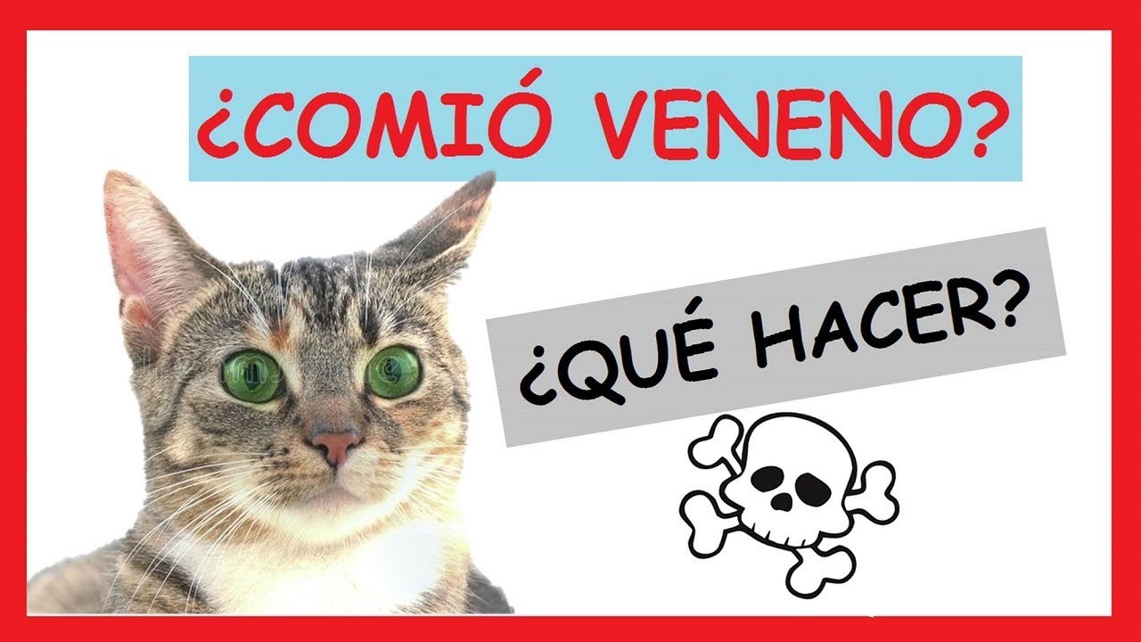 Gato envenenado que hacer