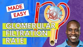 Glomerular Filtration Rate  But Easier to Understand