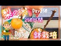 予想外!梨の木/植え付けから収穫まで250日間の記録/家庭菜園/プランター栽培/2025年