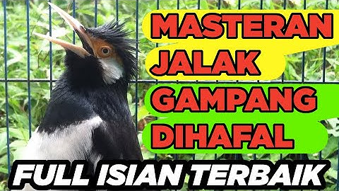 JALAK SUREN GACOR FULL ISIAN cukup AMPUH buat PANCINGAN MASTERAN SEMUA BURUNG JALAK AGAR CEPAT GACOR