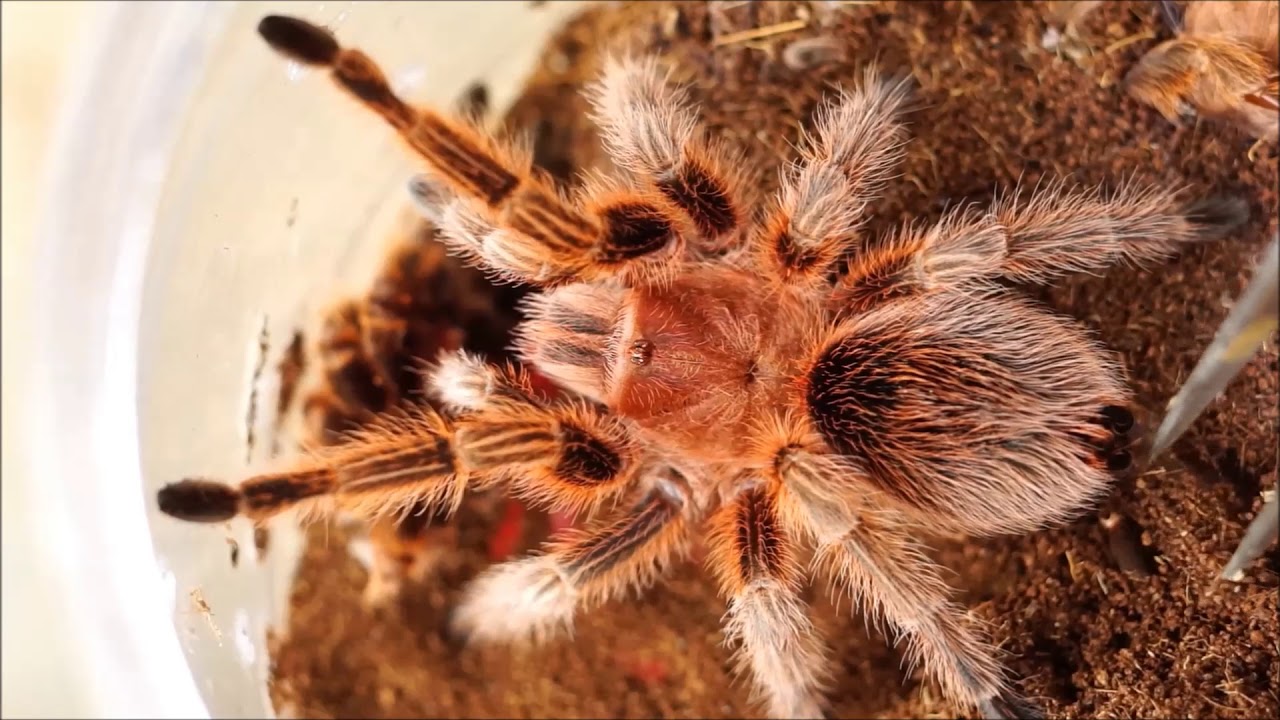 Chilean Rose Hair Tarantula Beginner Guide Pet Kansas City