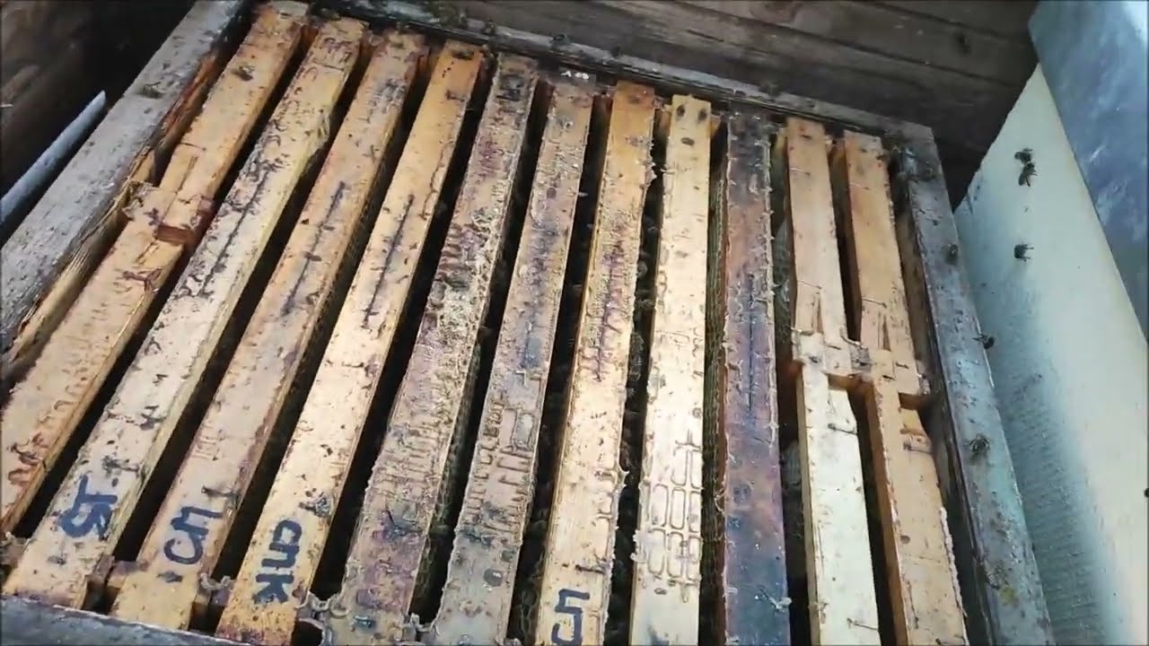 Oddělky včel, první přípravy/kontroly na zimu.