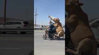 Just a man, his bike,cow, and a goat… normal day 😂#cow #goat #bike #ai