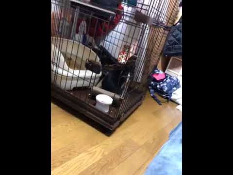 木暮明子ブリーダーからお迎えしたマンチカン：つくしちゃん