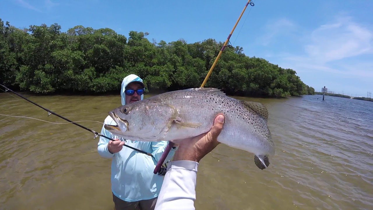 Dead Mullet for Tarpon Snook Redfish Speckled Trout - FYAO