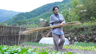 Vegetable Shed｜Peaceful days in the countryside are filled with hopes of ordinary people.【Shendan】 by 乡愁沈丹Shen Dan 145,003 views 5 months ago 6 minutes, 24 seconds