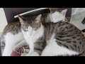 Cute cat fighting  kittens  cats letsrewind