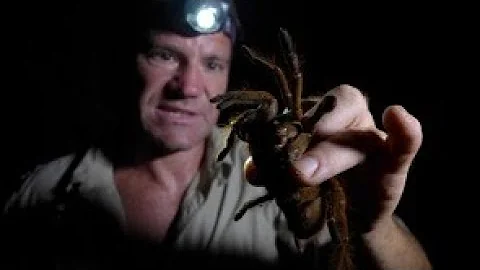 The Goliath Bird Eating Tarantula - biggest spider on earth