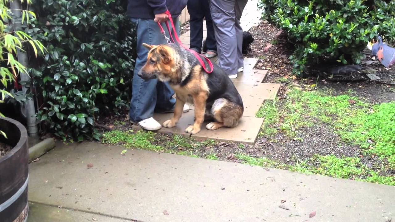 Free Pet Wellness Clinic for Low Latino Families YouTube