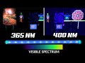 DIFFERENCE between 365nm and 400nm UV LED Black Lights Explained VISUALLY