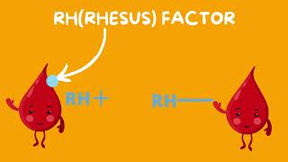 BLOOD TYPES I EXTREMELY THOROUGH REVIEW I ABO COMPATIBILITIES AND RH FACTOR I