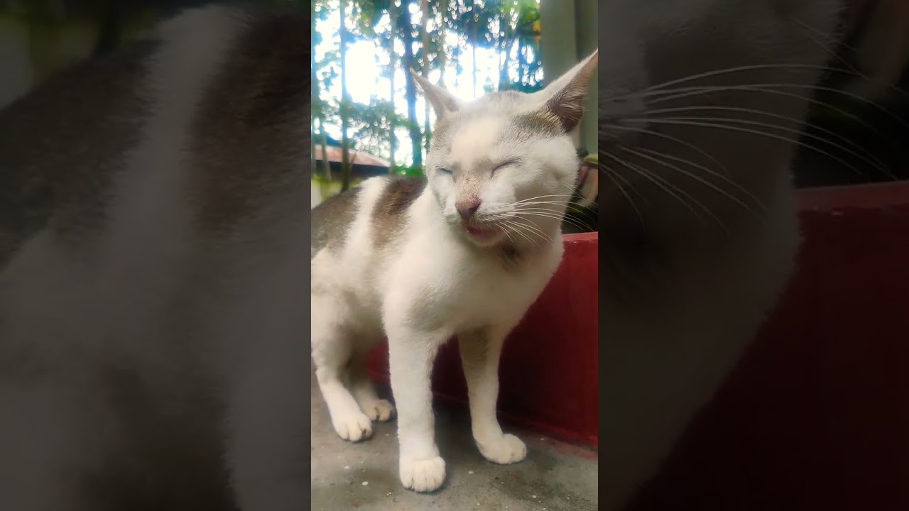 😥😥 #cat #cute #cutecat #love #trending #cartton #cuteanimal #explore #shorts