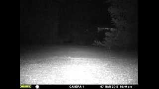 skunk chasing fox 2