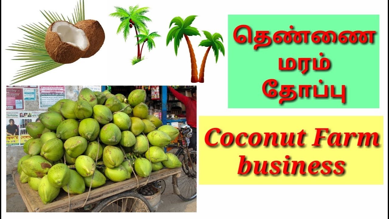 coconut farm business plan