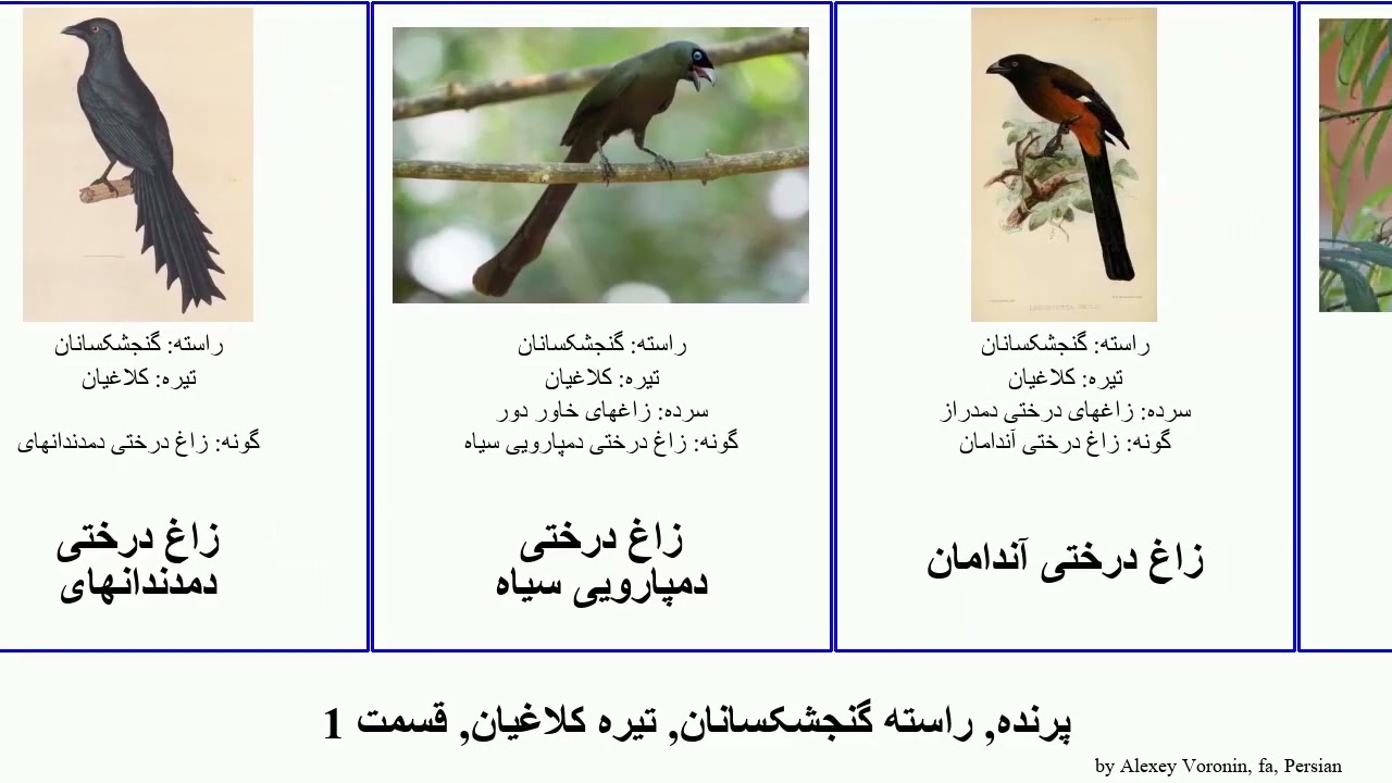 پرنده, راسته گنجشکسانان, تیره کلاغیان, قسمت 1 جیجاق زاغ درختی زاغی آبی bird پیسه زمینی نوکزرد Fuse