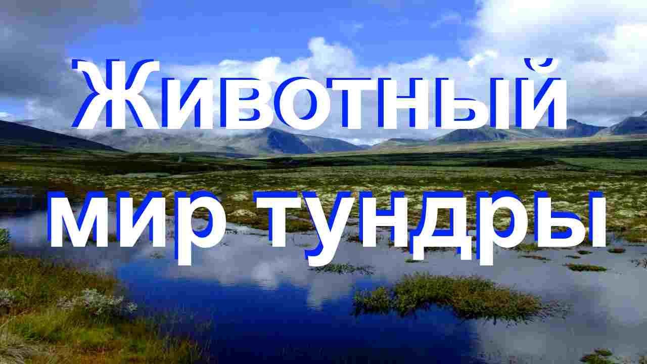 Животный мир тундры