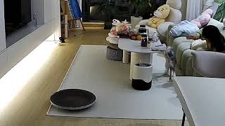 Cheeky feline spills drink all over rug || Viral Video UK by ViralVideoUK 168 views 4 months ago 6 seconds