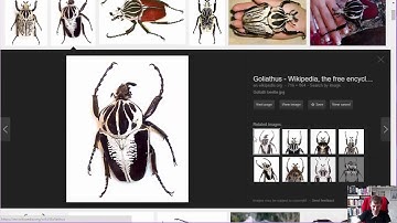 buboflash - images in flashcards