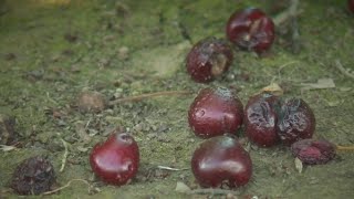 Late Spring Rain Creates Cherry Season Disaster Us Cherry Season