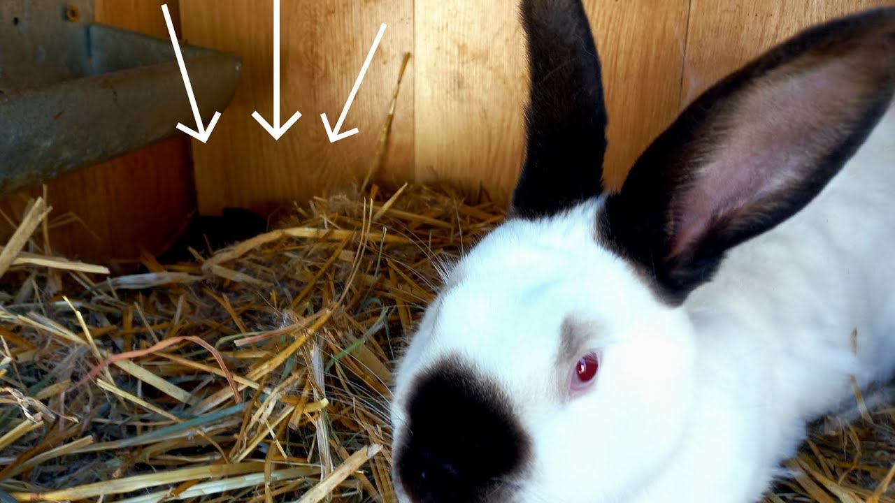 Mamy pierwsze młode w tym roku jak się czymaja ? Nowe plany do zrealizowania .