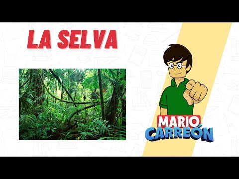 Vídeo: Diferencia Entre Bosque Y Selva