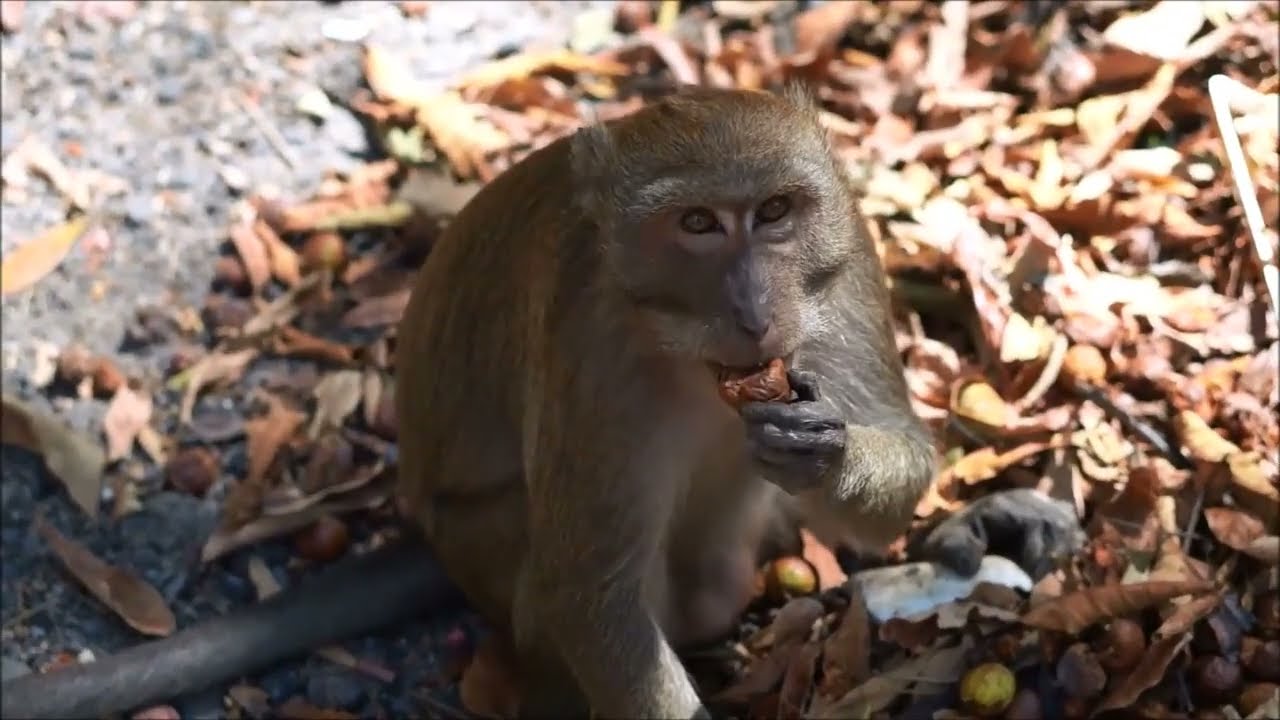 Video Monyet Lucu Bikin Sakit Peruthahaha Youtube