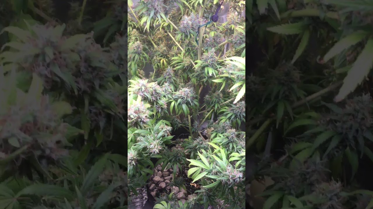 Top dawg genetics : Tres haze, Purple PAC, uptown piff, black haze x tiger piss