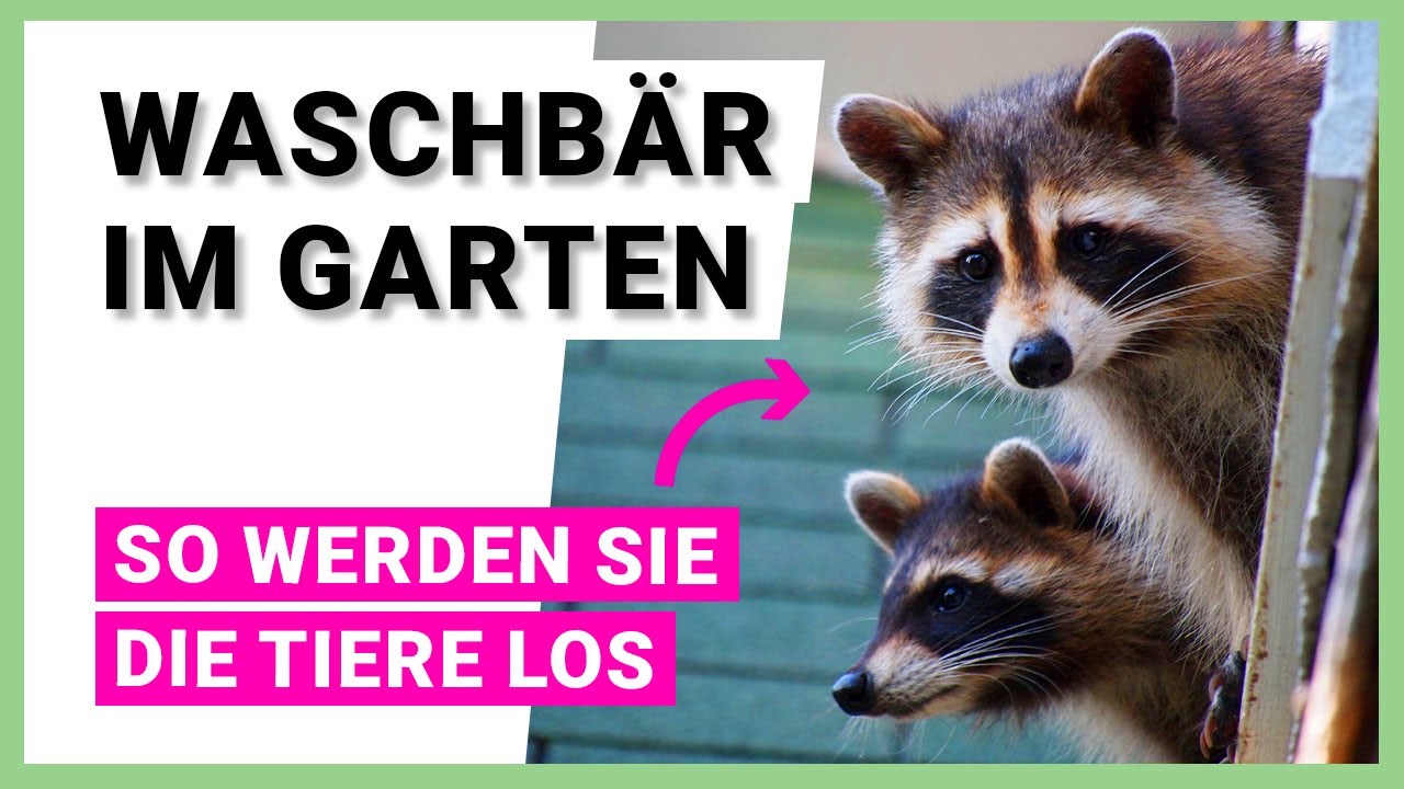 Waschbären im Garten - Erkennen und Vertreiben