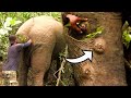 Abscess forming bullet wounds made the elephant suffer after being a victim from trap gun