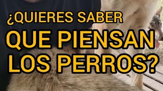 ¿QUIERES SABER QUE PIENSAN LOS PERROS?