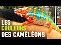 LES COULEURS DES CAMÉLÉONS + leurs nouveaux terrariums