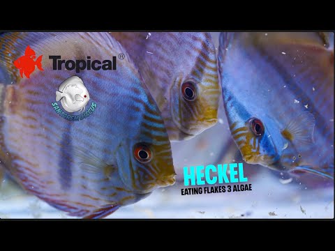Heckel Special eating Flakes 3 Algae