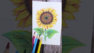 Cómo dibujar girasol con sólo cuatro colores #dibujo #cmyk #girasol #fancylooks