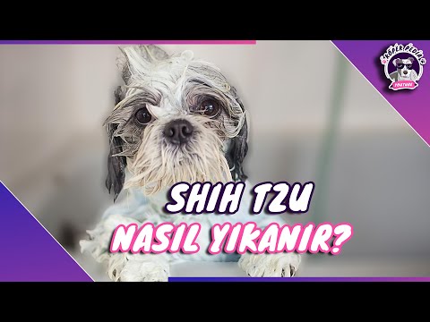 Video: Köpeklerde Dysautonomia