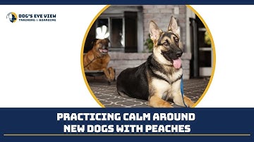 Practicing calm around new dogs with Peaches - Dog
