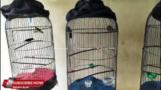 INI YANG KEMARIN TANYA HARIAN DI SEKAT ATAU TIDAK, PERAWATAN KONIN FUNGSI KOLONI KOLIBRI NINJA