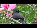 Piado da Fêmea do Pássaro Preto      Ótimo para esquentar seus pássaros preto