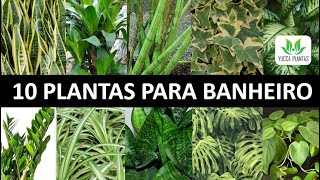 10 Dicas de Planta Para Deixar no Banheiro