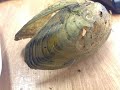 Unidentified Freshwater Mussels/Clams Found In The Bigland...