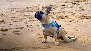 Dog Diagnosed with IVDD: His Journey to Recovery 🐶| The Pawsitive