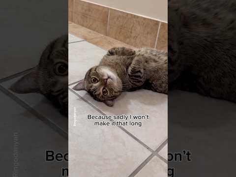 This made me hug my cat so hard😭😿 #shorts #cat #funny